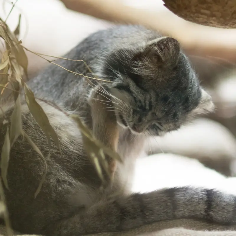 A photograph of Klyon in Ueno Zoological Gardens