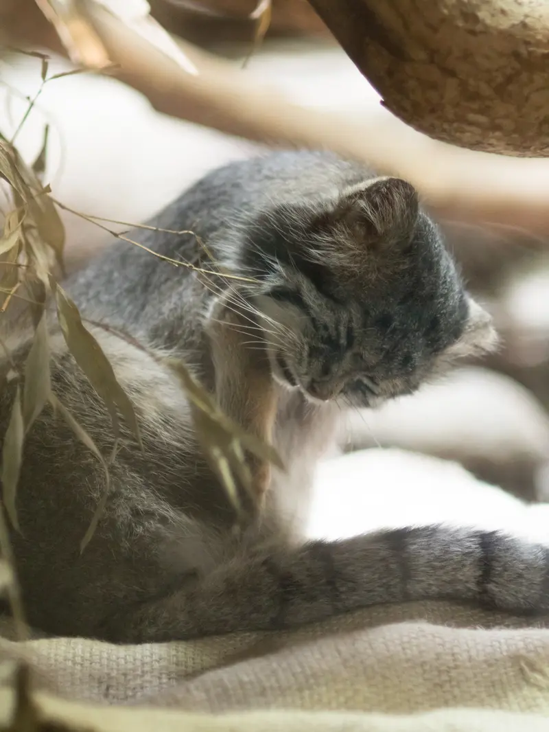 A photograph of Klyon in Ueno Zoological Gardens