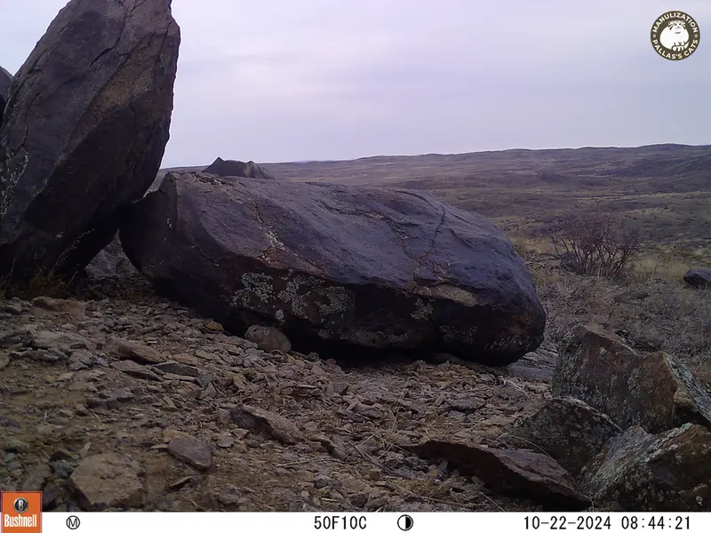 A photograph of Kazakh pika from Koshkar camera trap