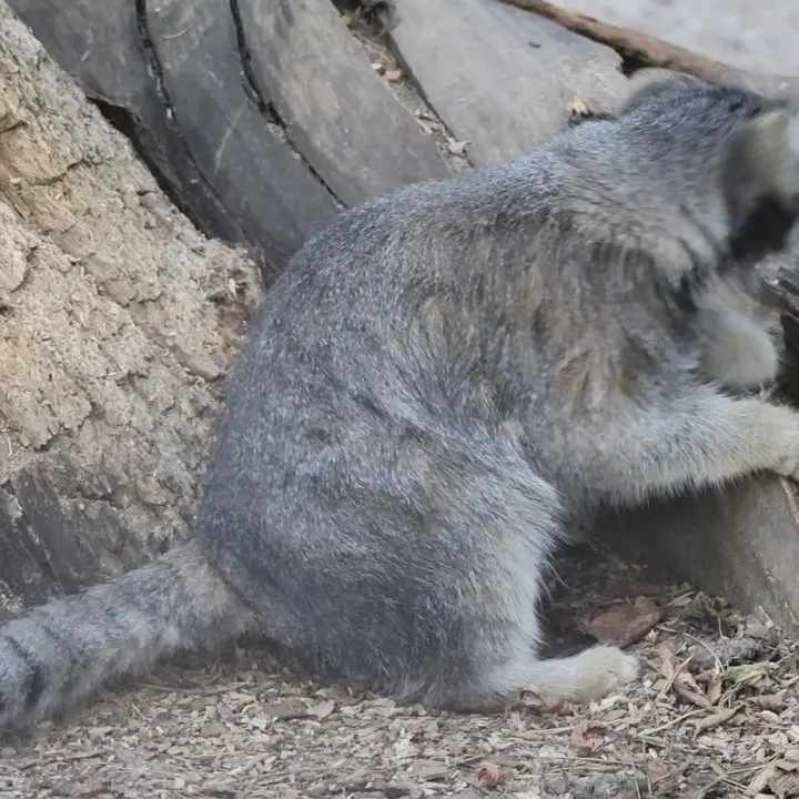 A photograph of a Pallas's cat in Novosibirsk Zoo