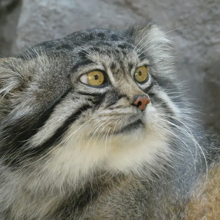 A photograph of Grusha in Asahiyama Zoo