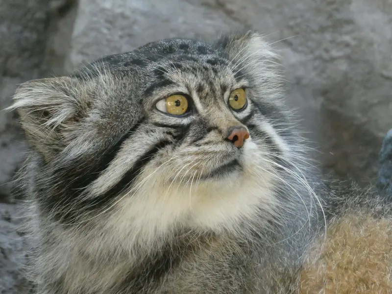 A photograph of Grusha in Asahiyama Zoo