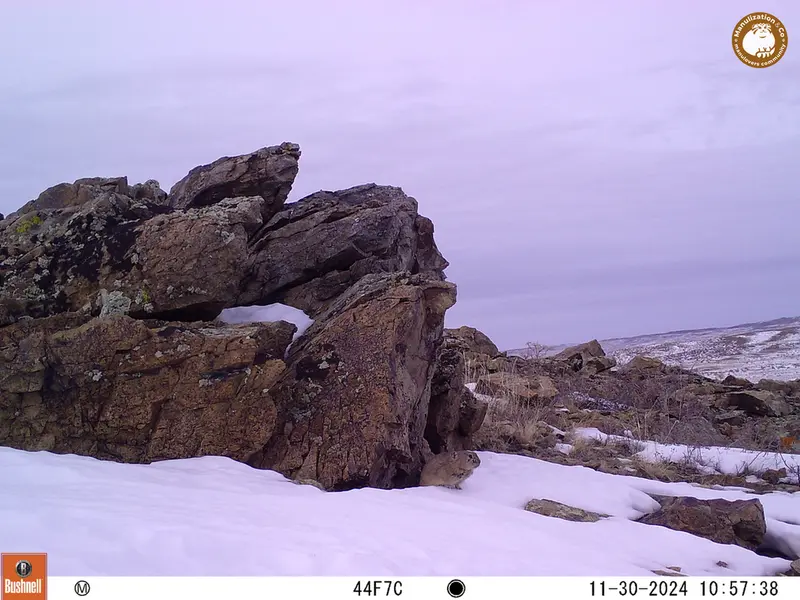 A photograph of Pika from Karashoky camera trap