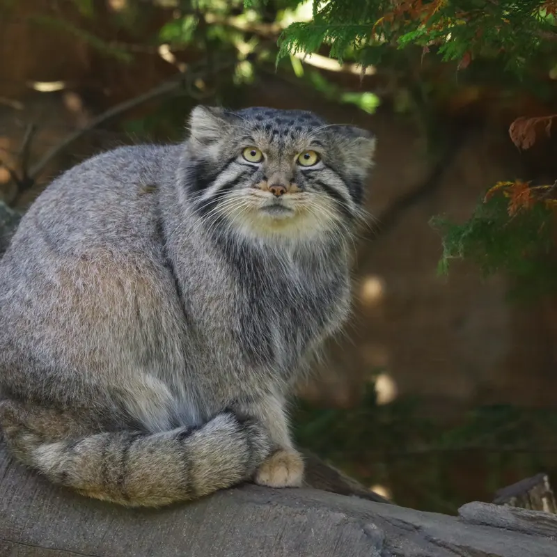 A photograph of Nagomu in Nasu Animal Kingdom