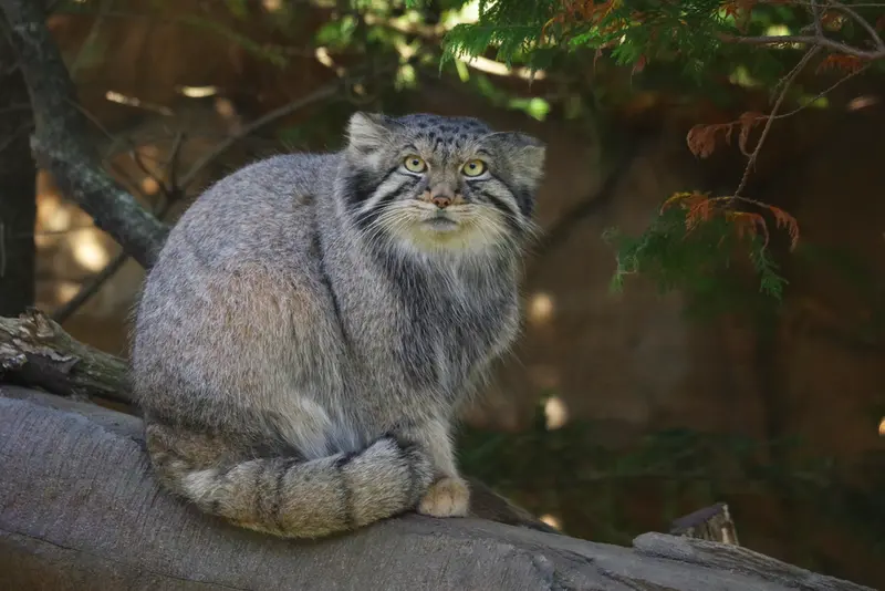 A photograph of Nagomu in Nasu Animal Kingdom