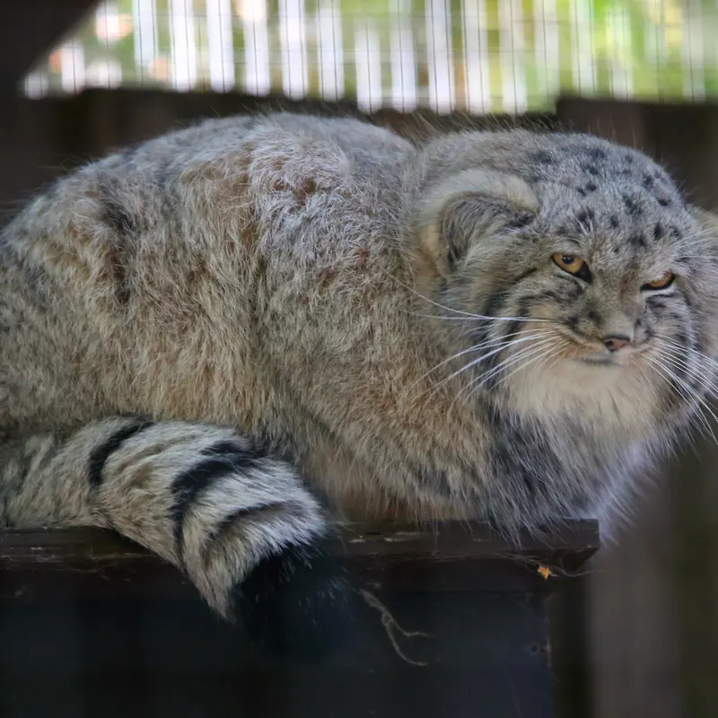 A photograph of Kitten of Alani b.2026 Ⅱ in Košice Zoo