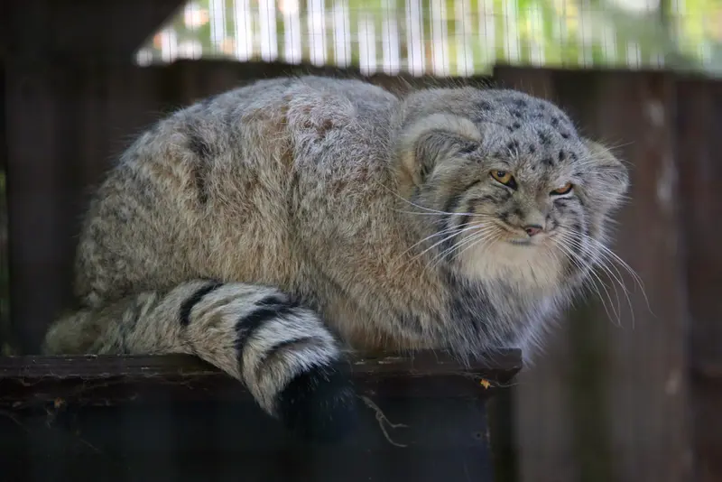 A photograph of Kitten of Alani b.2026 Ⅱ in Košice Zoo