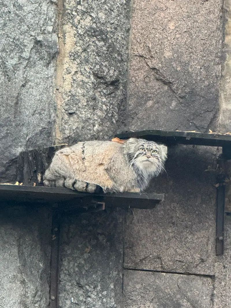 A photograph of Timofey in Moscow zoo
