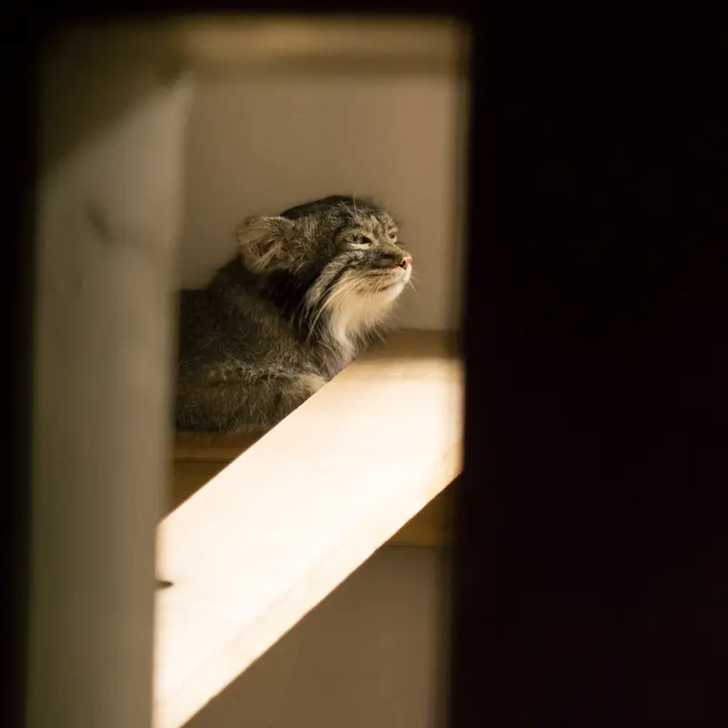 A photograph of Figa in Nogeyama Zoo