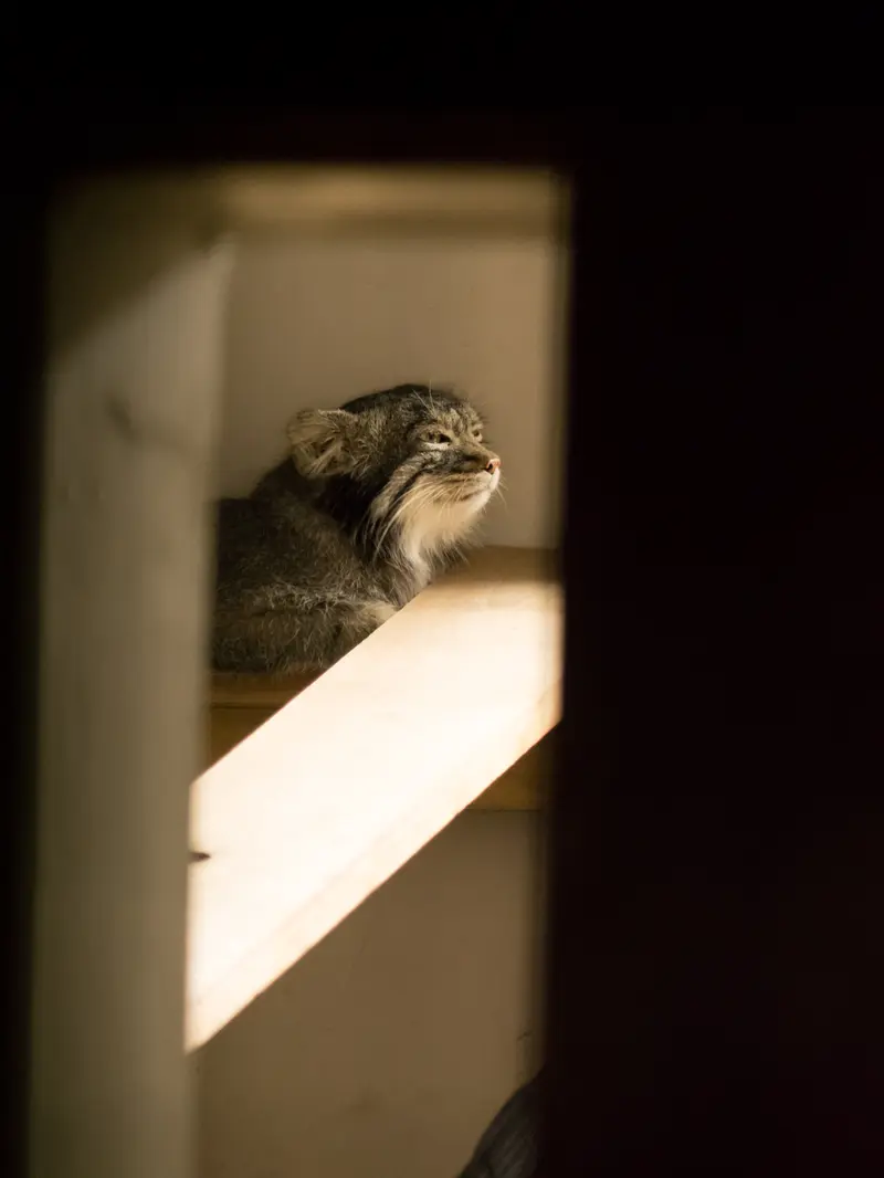 A photograph of Figa in Nogeyama Zoo