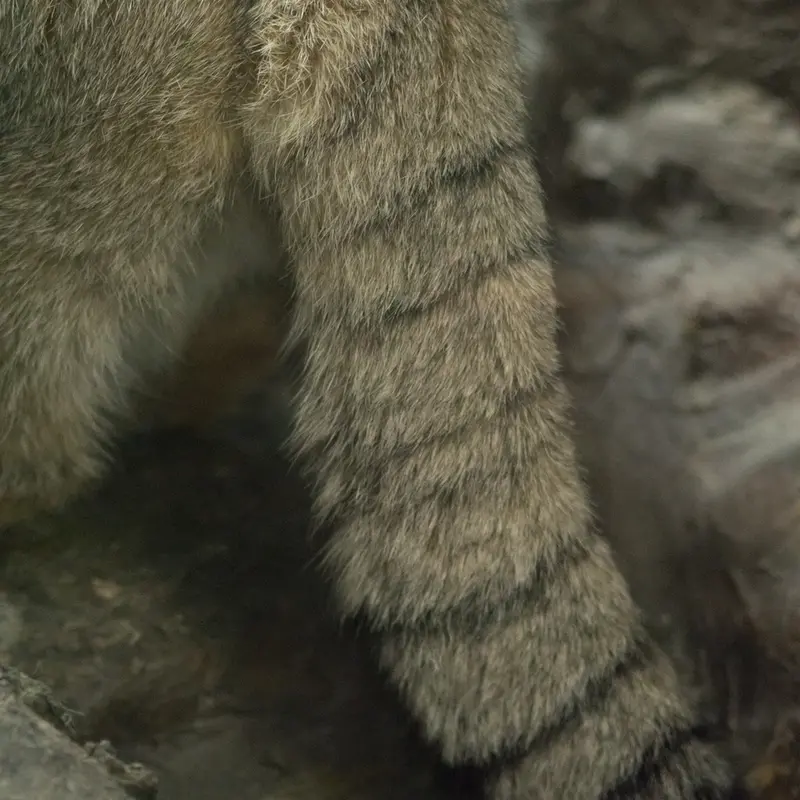 A photograph of Primula in Ueno Zoological Gardens
