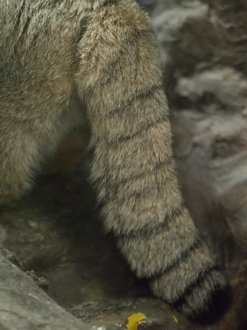 A photograph of Primula in Ueno Zoological Gardens
