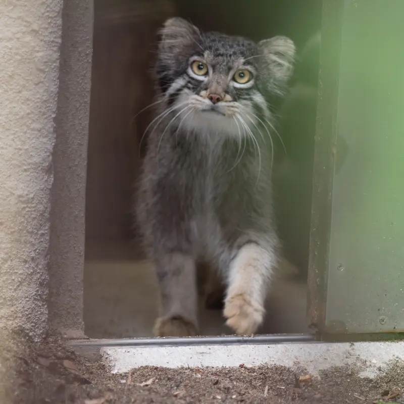 A photograph of Figa in Nogeyama Zoo