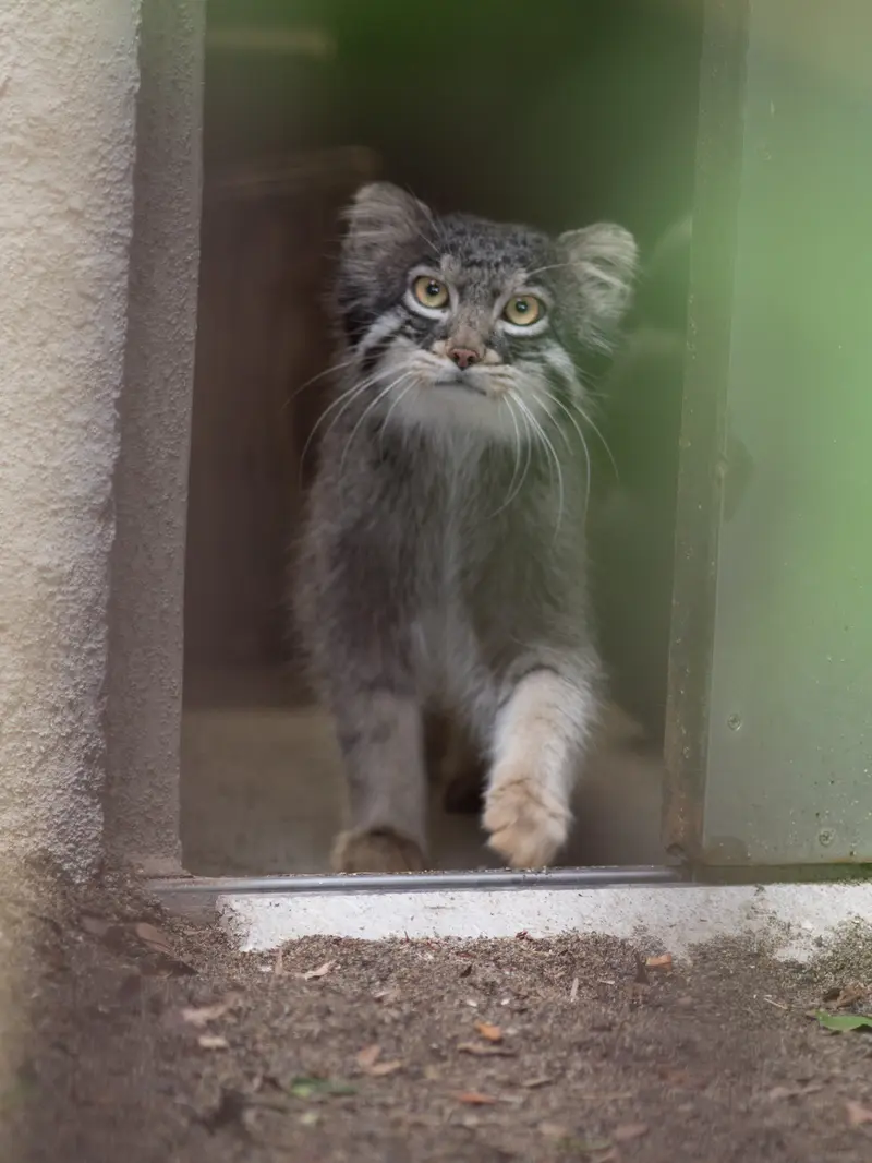 A photograph of Figa in Nogeyama Zoo