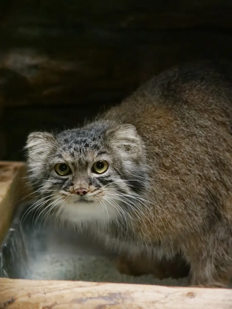 A photograph of Shafran in Ueno Zoological Gardens