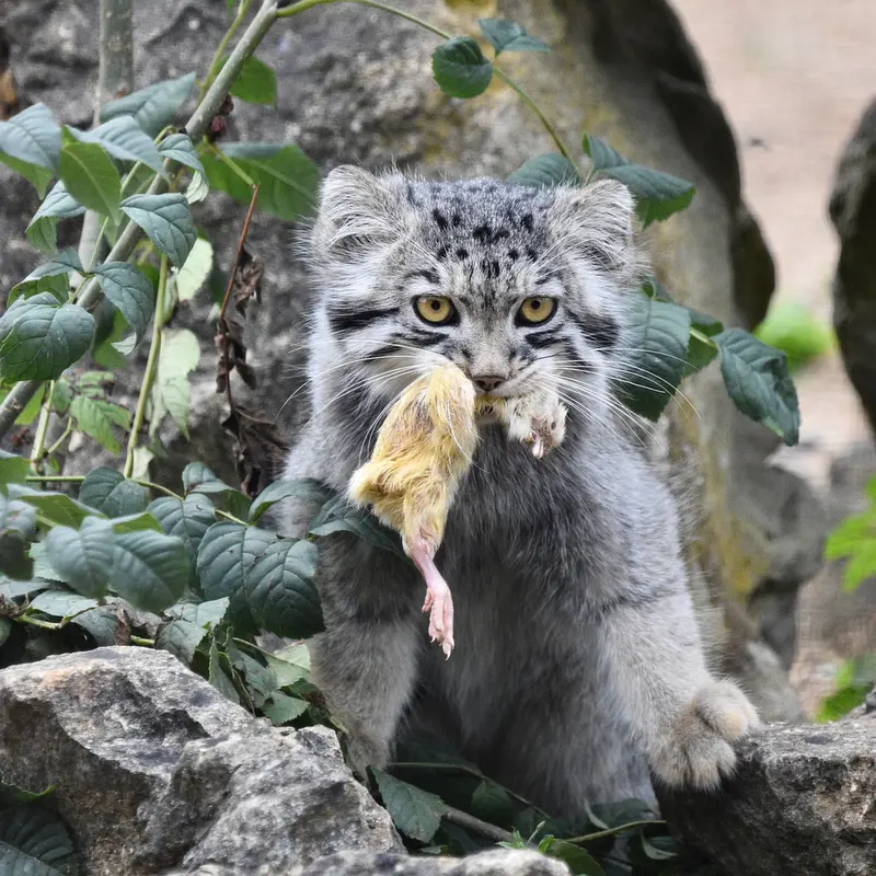 A photograph of Bat-Erdene in Port Lympne Wild Animal Park