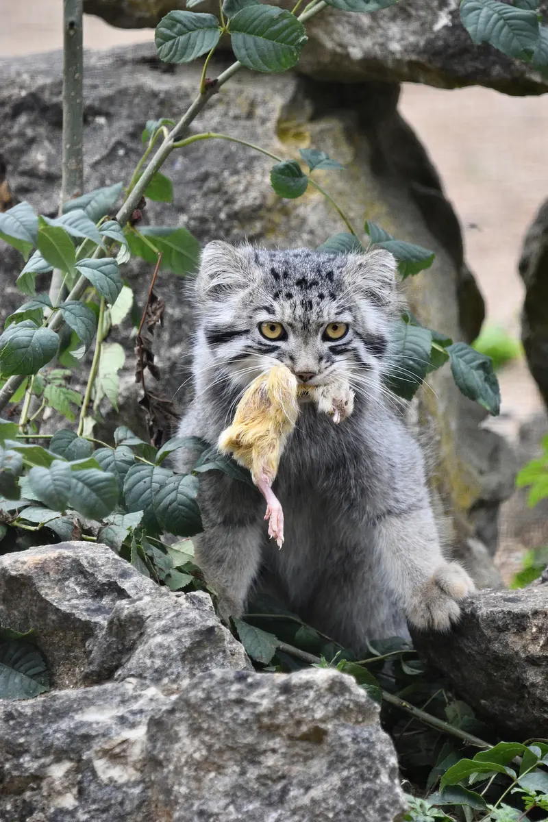 A photograph of Bat-Erdene in Port Lympne Wild Animal Park