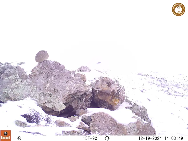 A photograph of Pika from Besshoky 1 camera trap