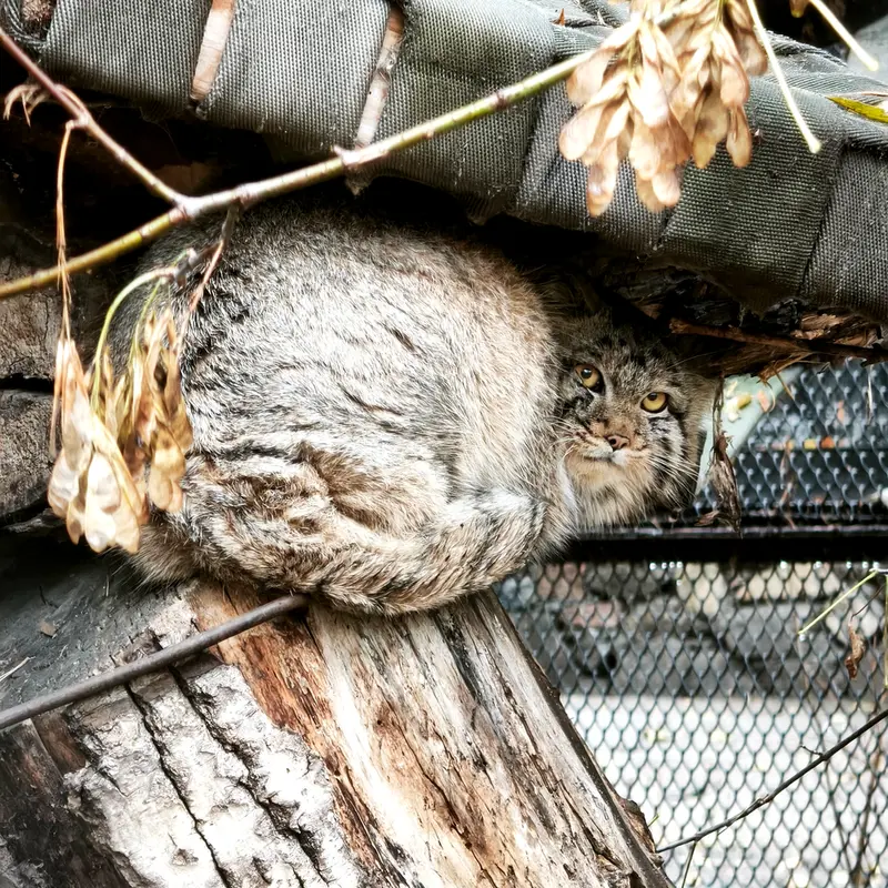 A photograph of a Pallas's cat in Novosibirsk Zoo