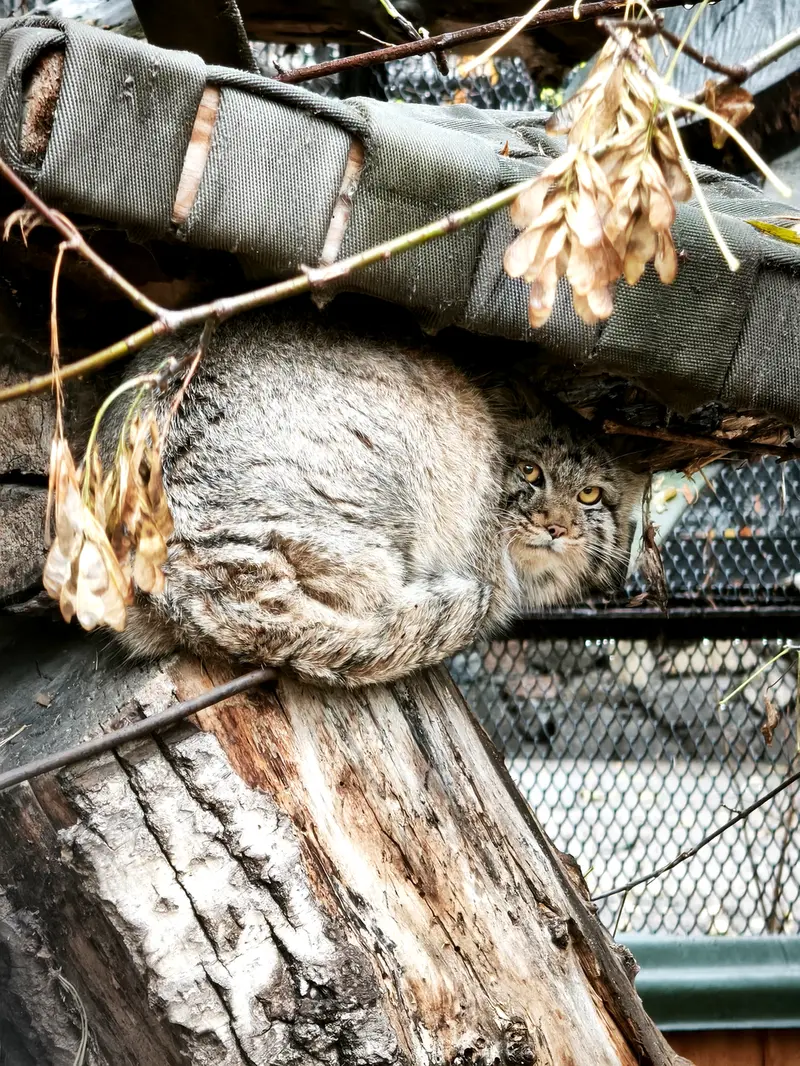 A photograph of a Pallas's cat in Novosibirsk Zoo