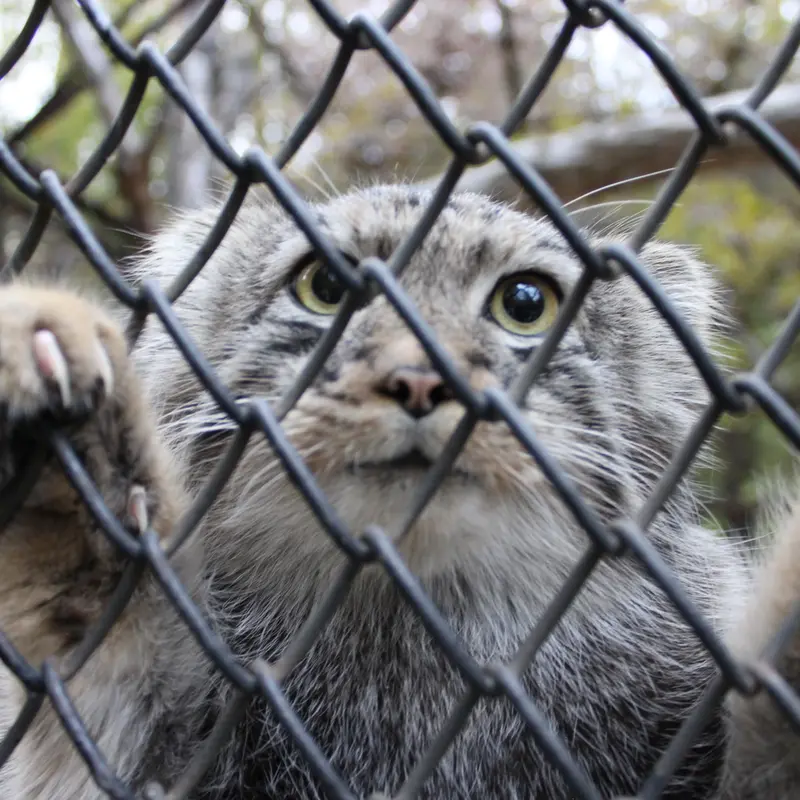 A photograph of a Pallas's cat in Novosibirsk Zoo