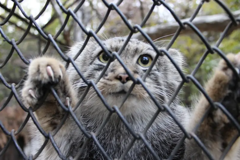 A photograph of a Pallas's cat in Novosibirsk Zoo