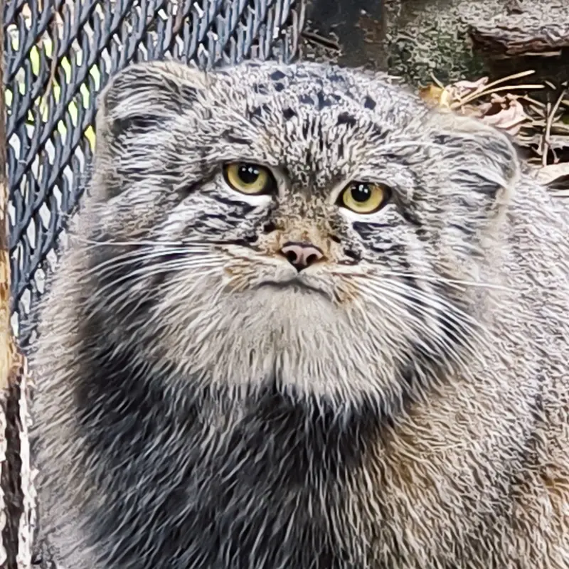 Son of Adele b.2026 Ⅲ the Pallas's cat from Novosibirsk Zoo