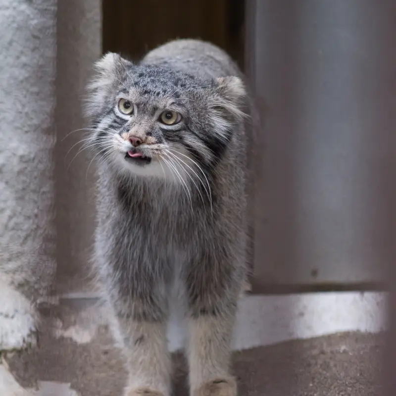 A photograph of Figa in Nogeyama Zoo