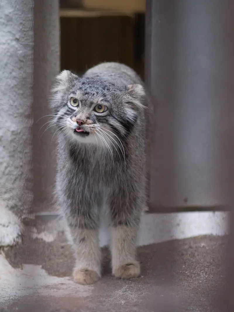 A photograph of Figa in Nogeyama Zoo