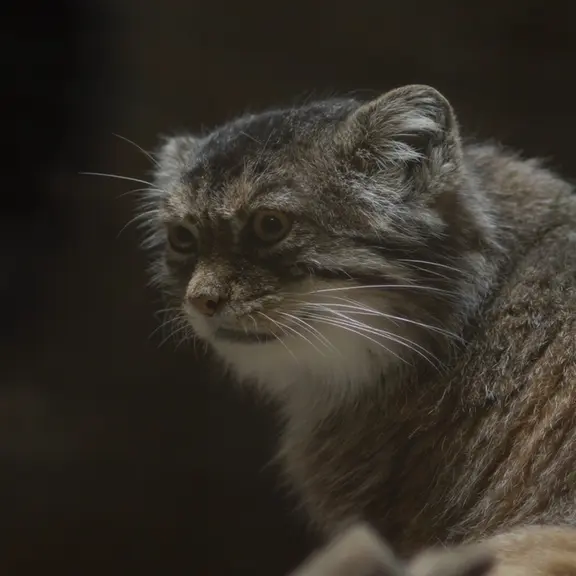 A photograph of a Pallas's cat in Ueno Zoological Gardens