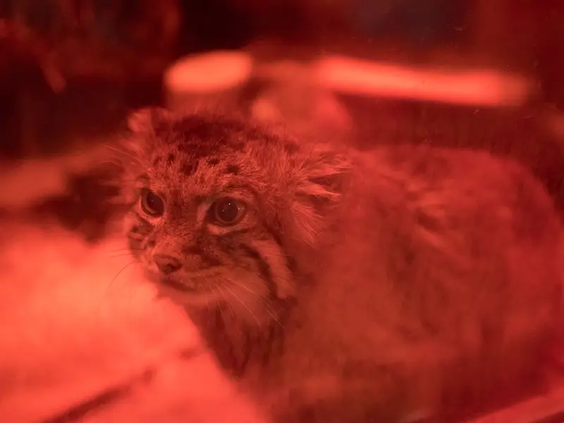A photograph of Naim in Ueno Zoological Gardens