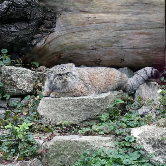 A photograph of Zarina in Wrocław Zoo