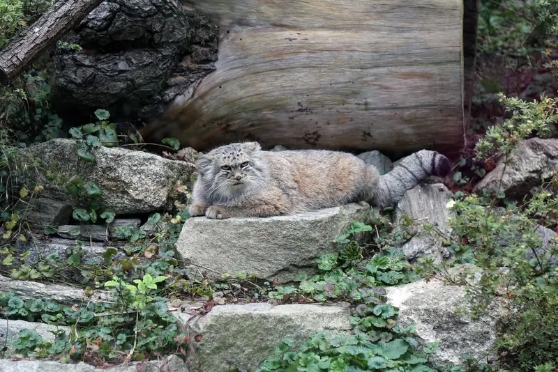 A photograph of Zarina in Wrocław Zoo