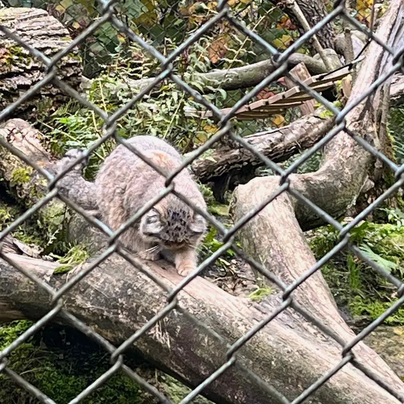 A photograph of a Pallas's cat