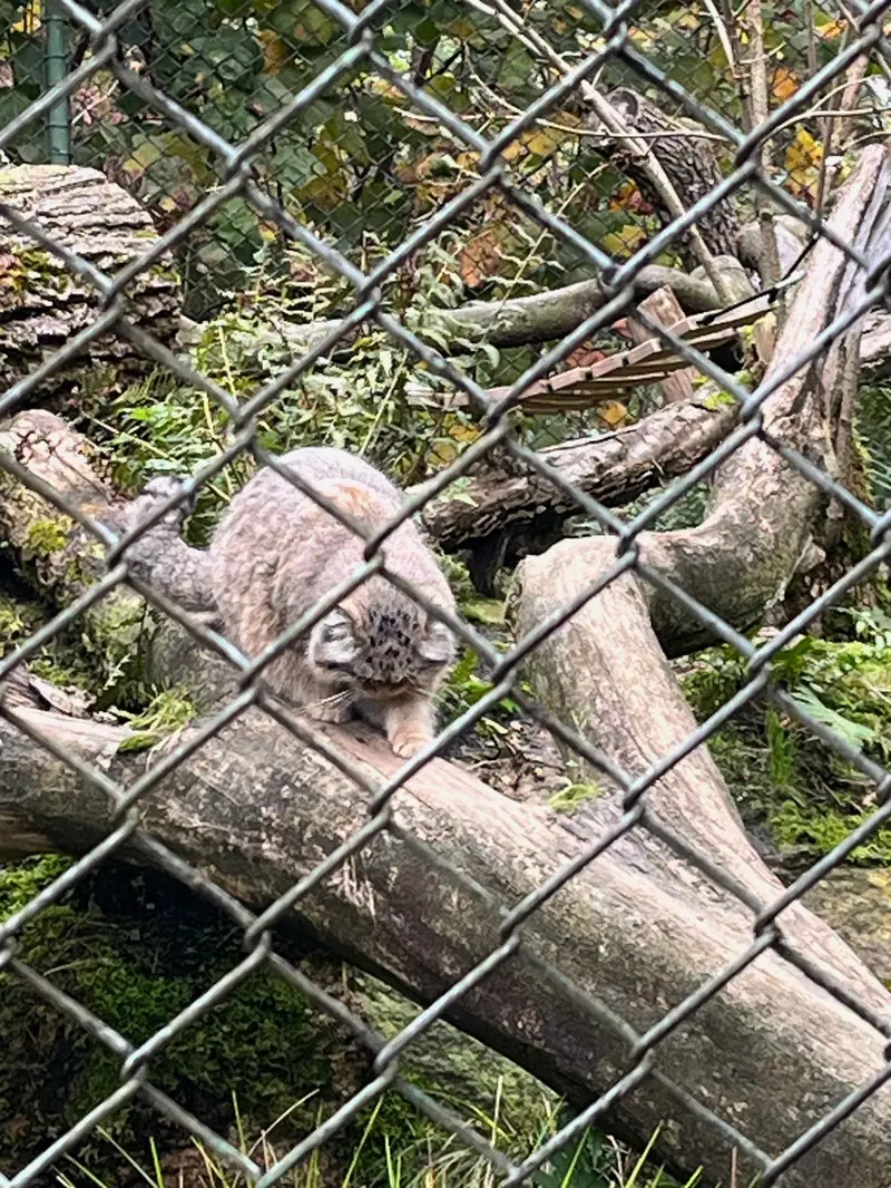A photograph of a Pallas's cat