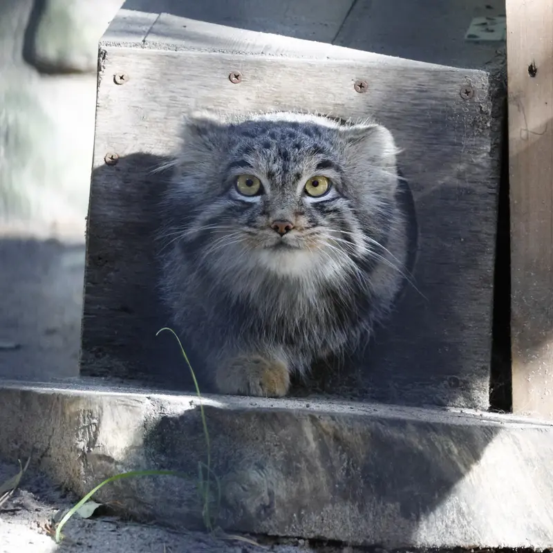 A photograph of Mensu in Novosibirsk Zoo