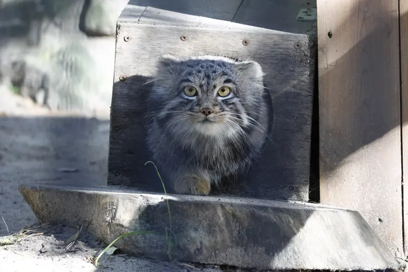 A photograph of Mensu in Novosibirsk Zoo