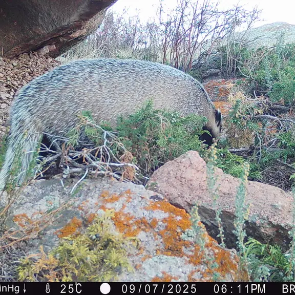 A photograph of Asian badger from Shubaraigyr [new] camera trap