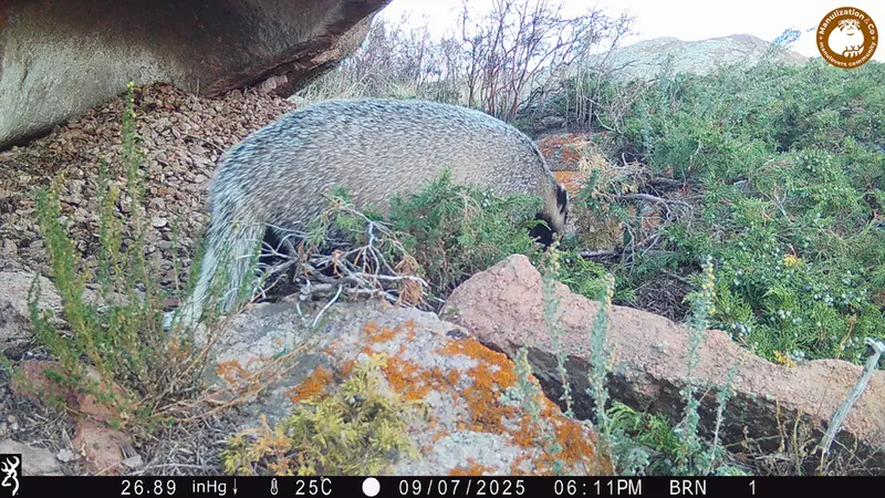 A photograph of Asian badger from Shubaraigyr [new] camera trap