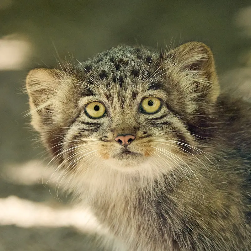 Grey the Pallas's cat from Novosibirsk Zoo