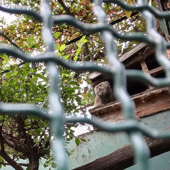 A photograph of Bohus in Budapest Zoo &amp; Botanical Garden
