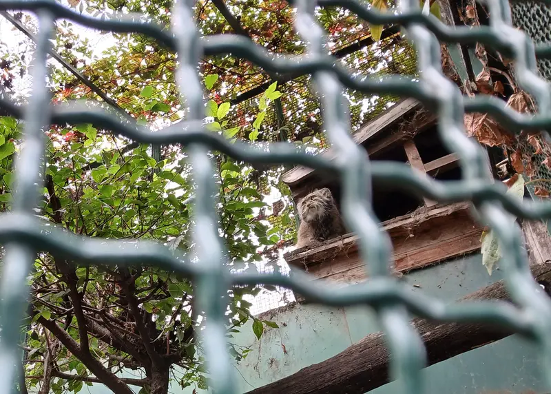 A photograph of Bohus in Budapest Zoo &amp; Botanical Garden