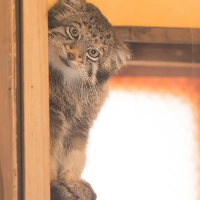 A photograph of Oto in Saitama Children's Zoo