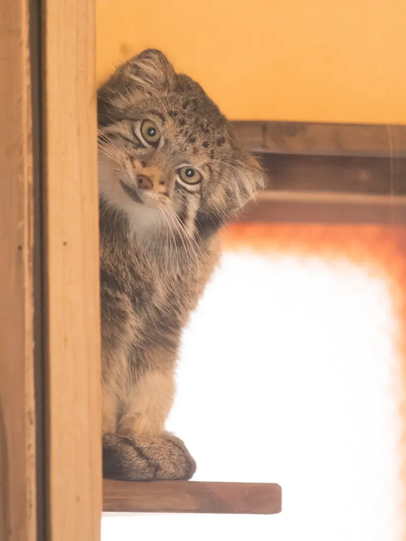 A photograph of Oto in Saitama Children's Zoo