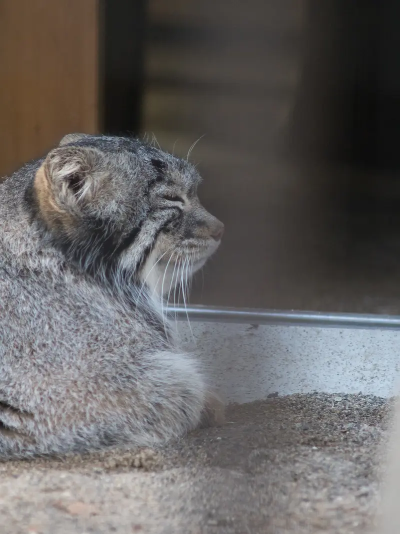 A photograph of Figa in Nogeyama Zoo
