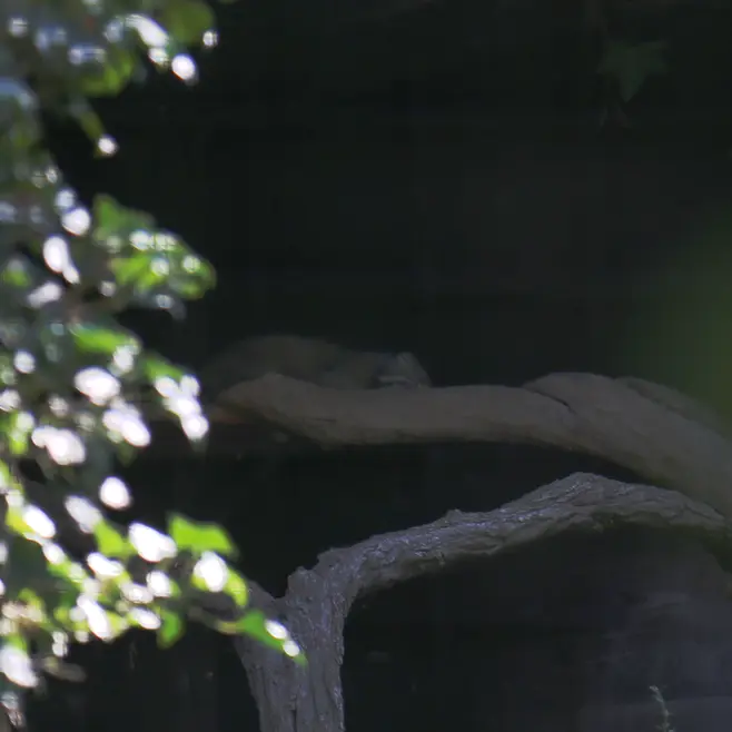 A photograph of Dersu in Dessau Zoo