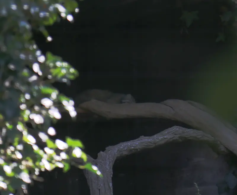 A photograph of Dersu in Dessau Zoo