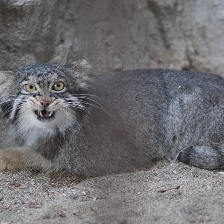 A photograph of Figa in Nogeyama Zoo