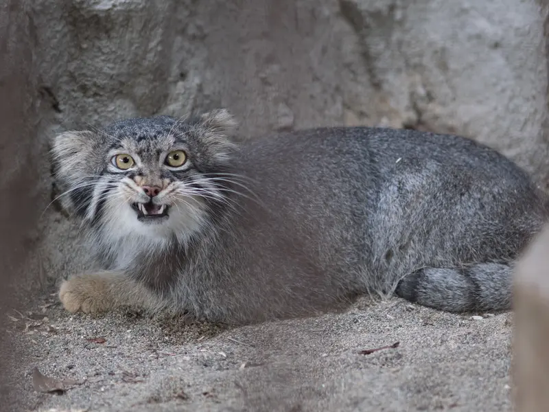 A photograph of Figa in Nogeyama Zoo