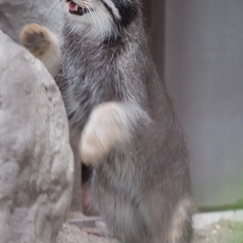 A photograph of Figa in Nogeyama Zoo
